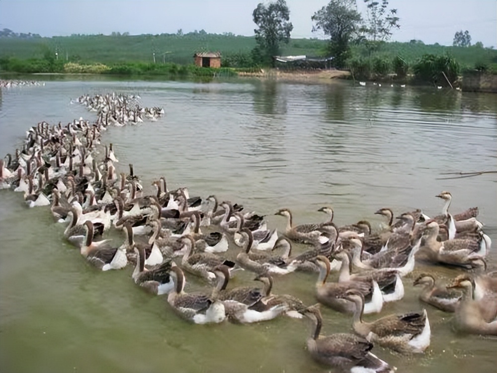 农民养鹅5年终致富轻松年入15万,小伙养鹅一年能赚多少钱