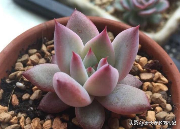 多肉野卡介绍,多肉野卡品种大全