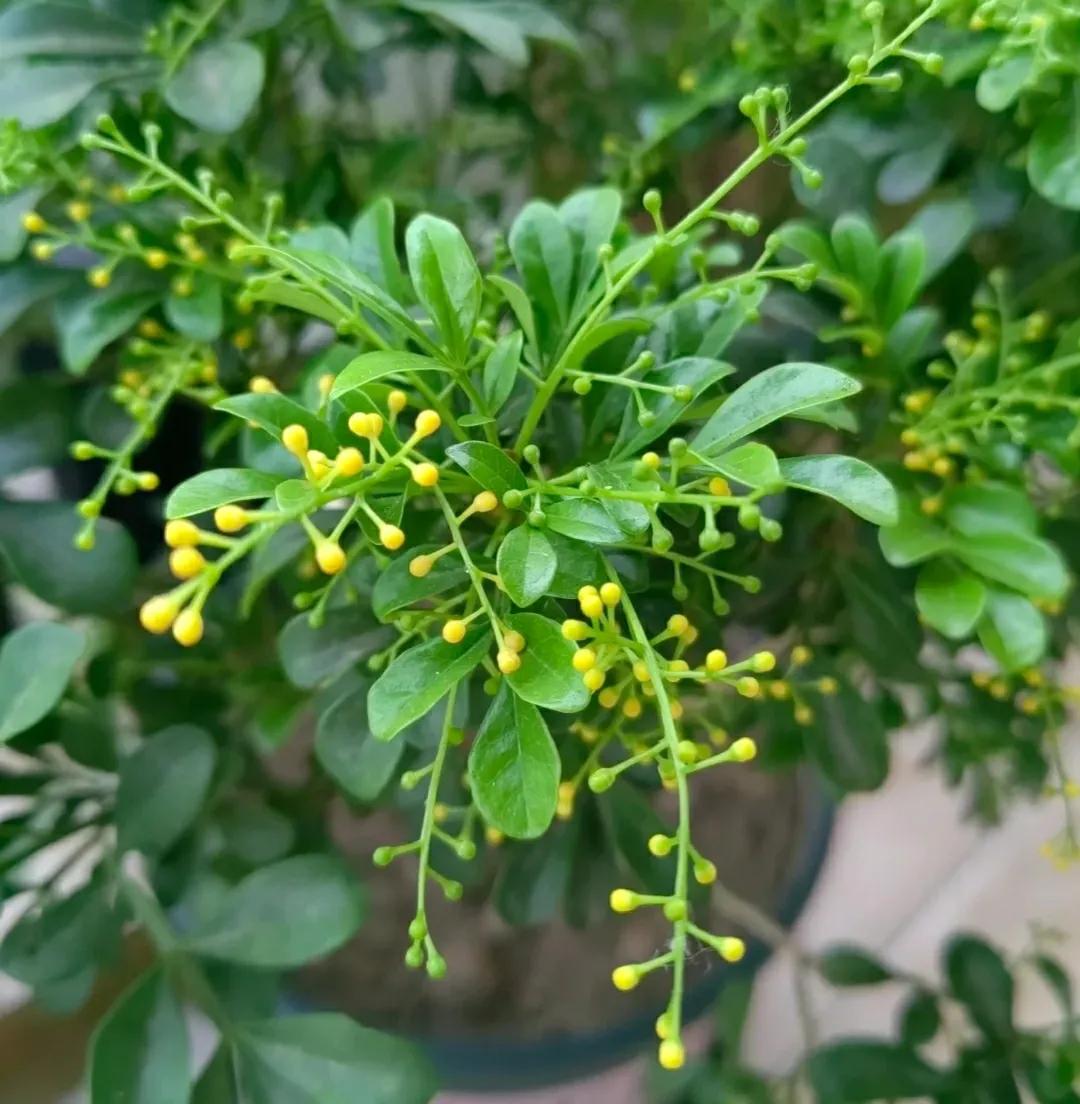 这种花“烟瘾”大,土壤中撒点烟灰,只见花朵不见叶