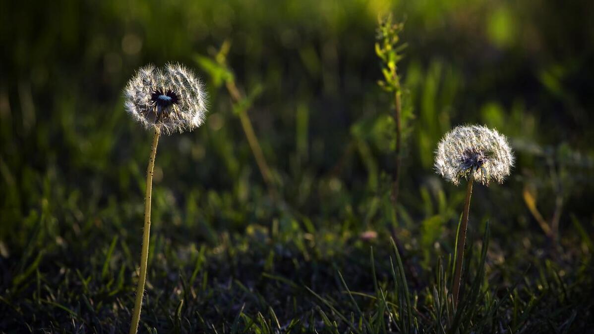 夏天降火气吃什么好呢,夏季如何去火排毒养生