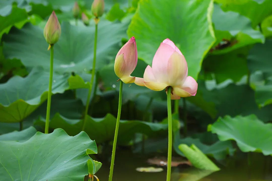 99个中华传统文化的英文表达,知识分享传统文化英文表达