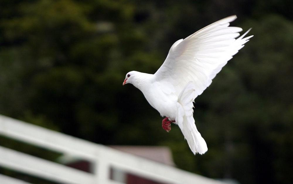 信鸽的回巢之路,信鸽归巢的瞬间