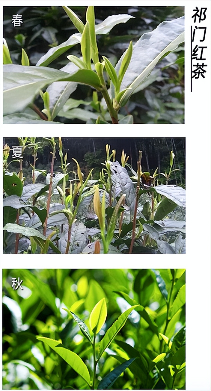 春茶的七大禁忌,四季春茶做什么茶比较好