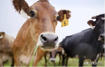 奶牛场的奶牛损伤病例分析