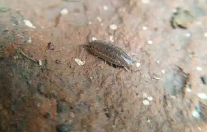 床上有潮虫怎么解决,怎么消灭床上的潮虫