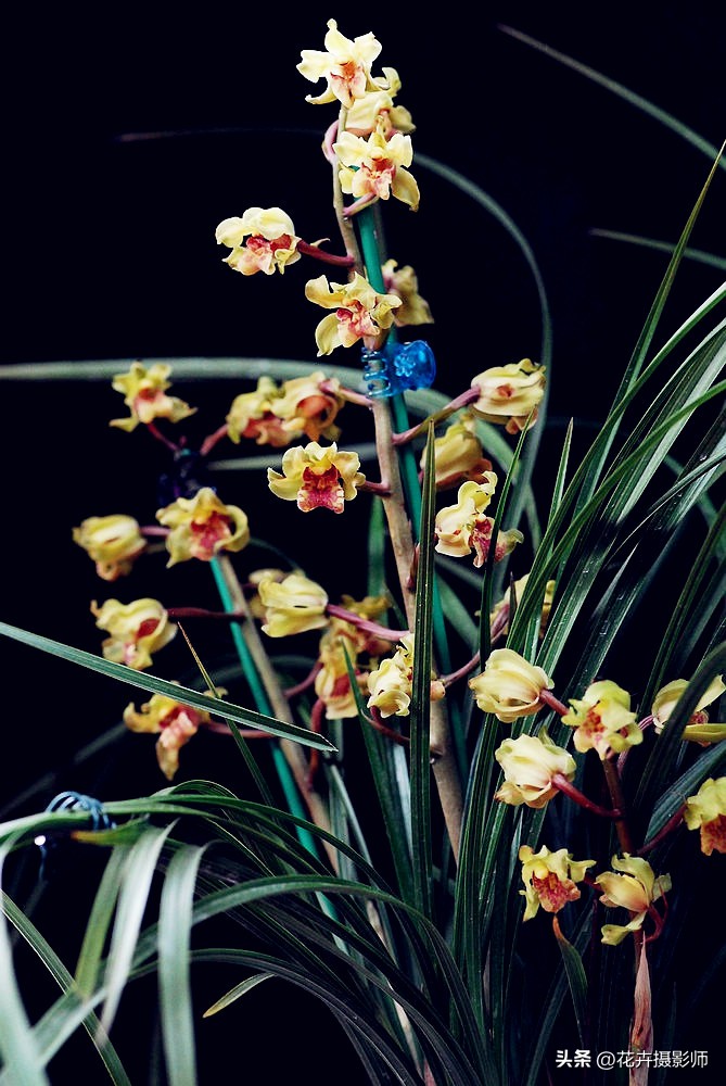 一个老师傅养了一盆兰花,最近很火的奇特兰花