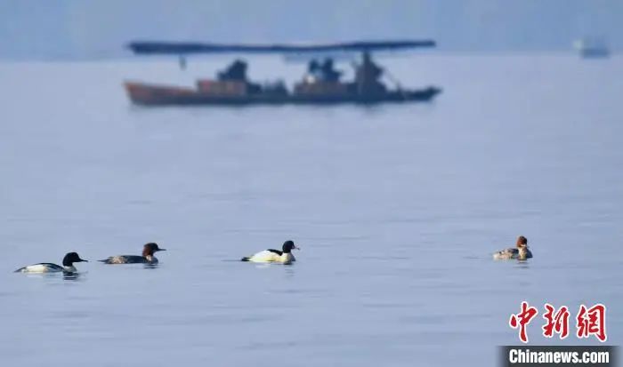 西湖“四大天王”三缺一，锦鲤也逃不出TA的嘴...
