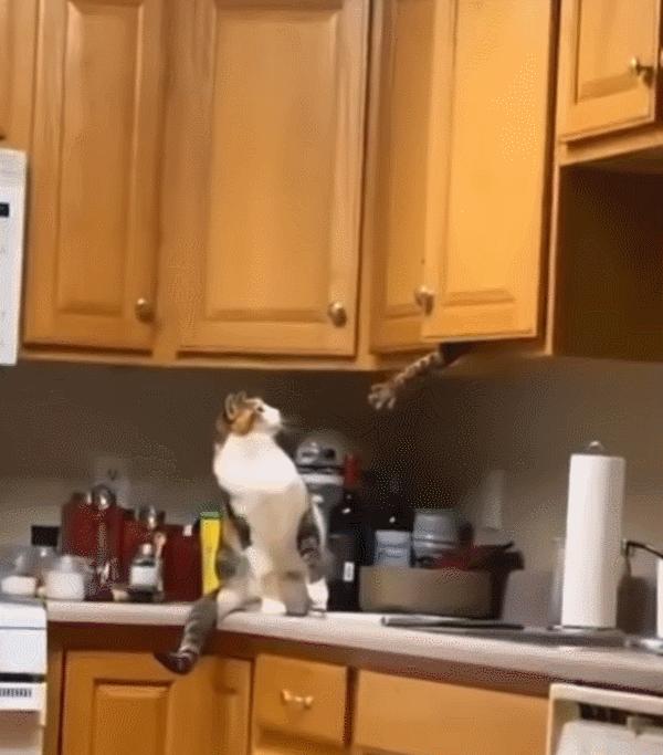 盘点那些奇怪的小猫咪搞笑的日常,盘点那些奇怪的小猫咪