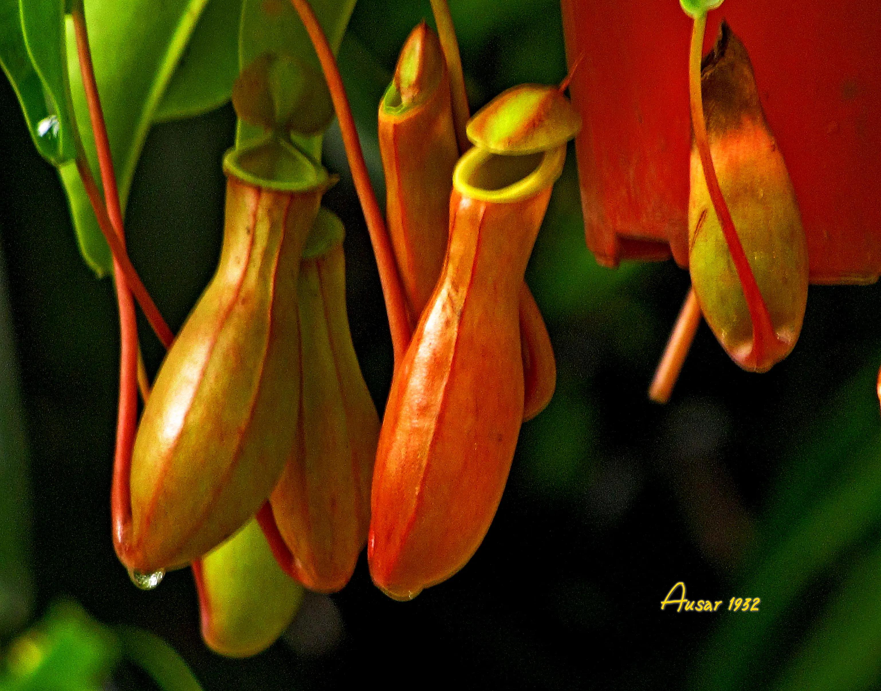 猪笼草捕食昆虫的过程视频,猪笼草捕食昆虫视频完整版