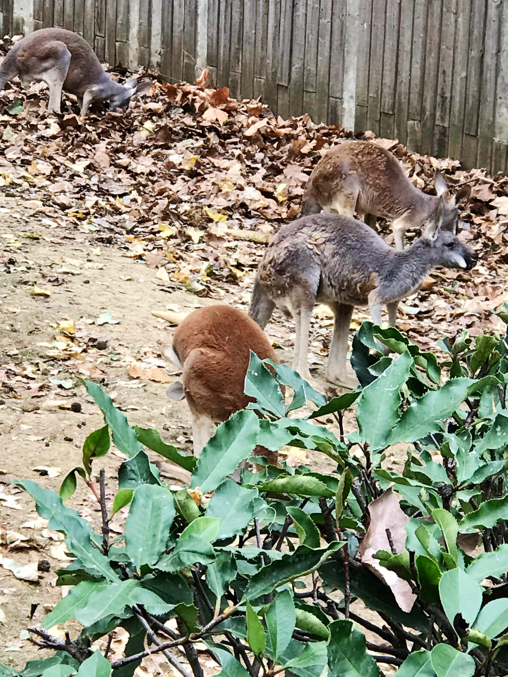 合肥野生动物园带孩子去攻略,合肥野生动物园游玩时间