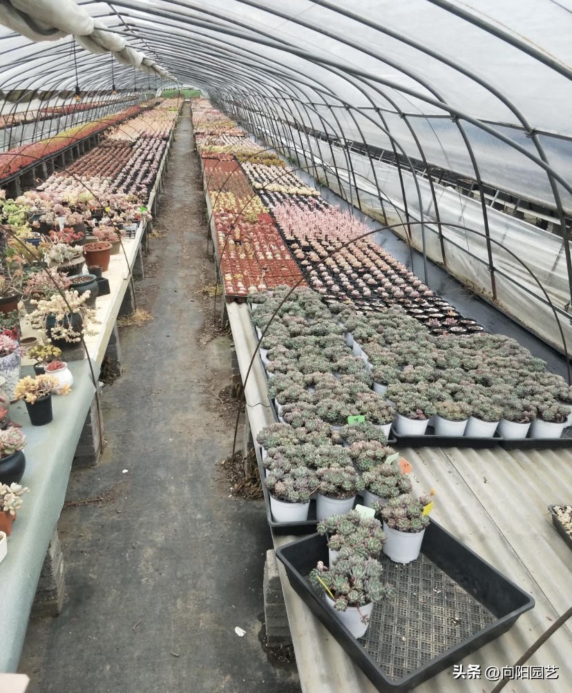 花卉生意有多少利润,花卉生意好做吗赚钱吗