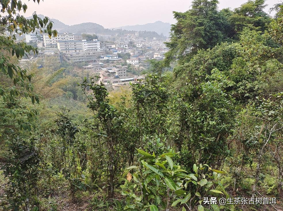 易武“七村八寨”之刮风寨，其普洱茶怎么样？有何特点？好喝吗？