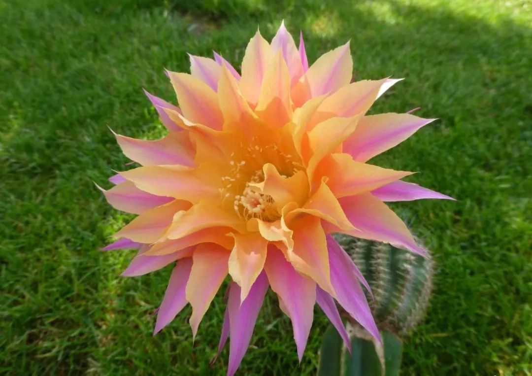 200种·仙人球开花图鉴，大开眼界，美到爆