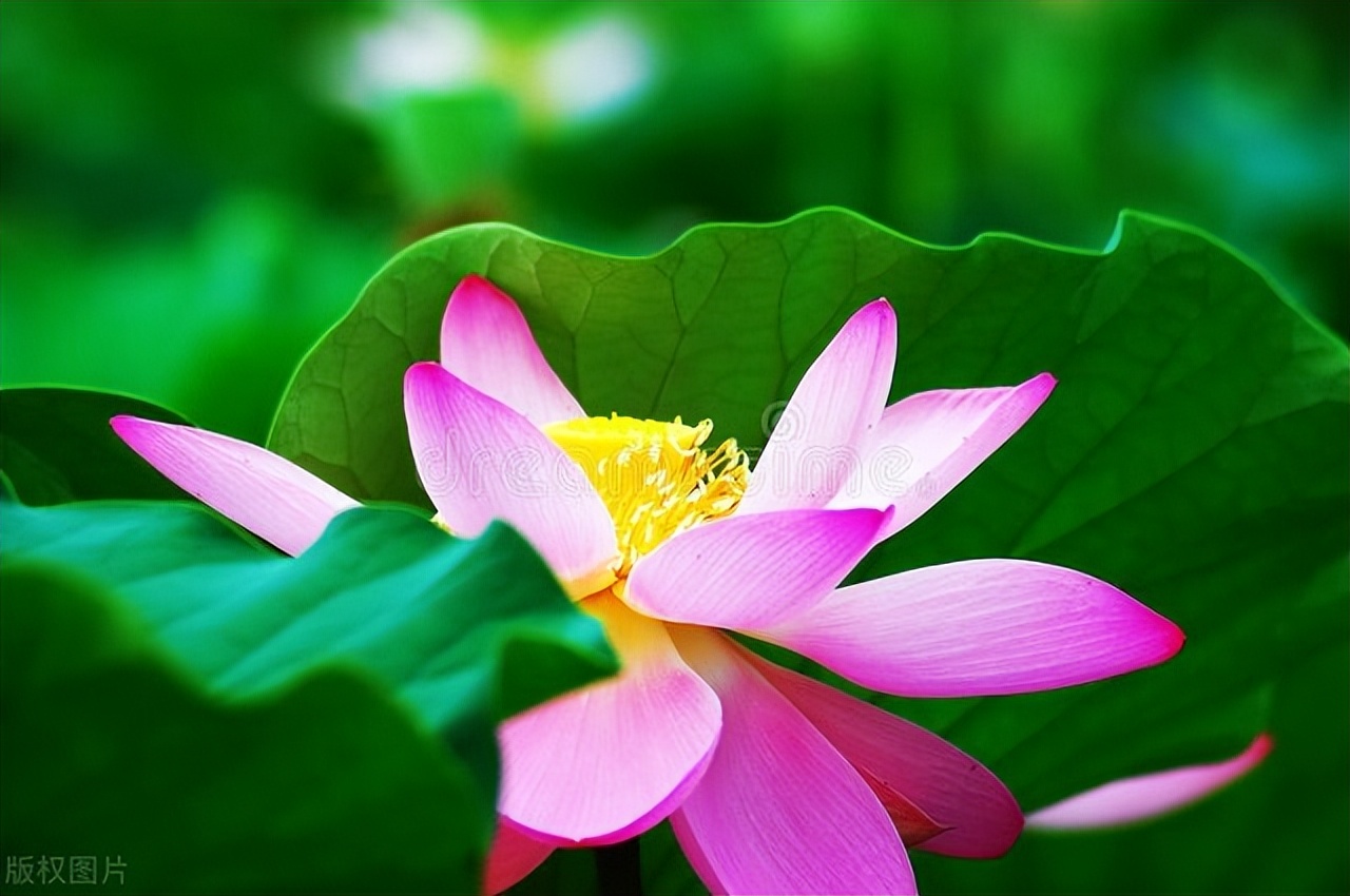 鏉ユ澂2024鍏ㄧ硸鍘诲啺濂惰尪鍥剧墖,鏉ユ澂2022鍏ㄧ硸鍘诲啺閰嶄粈涔堝浘