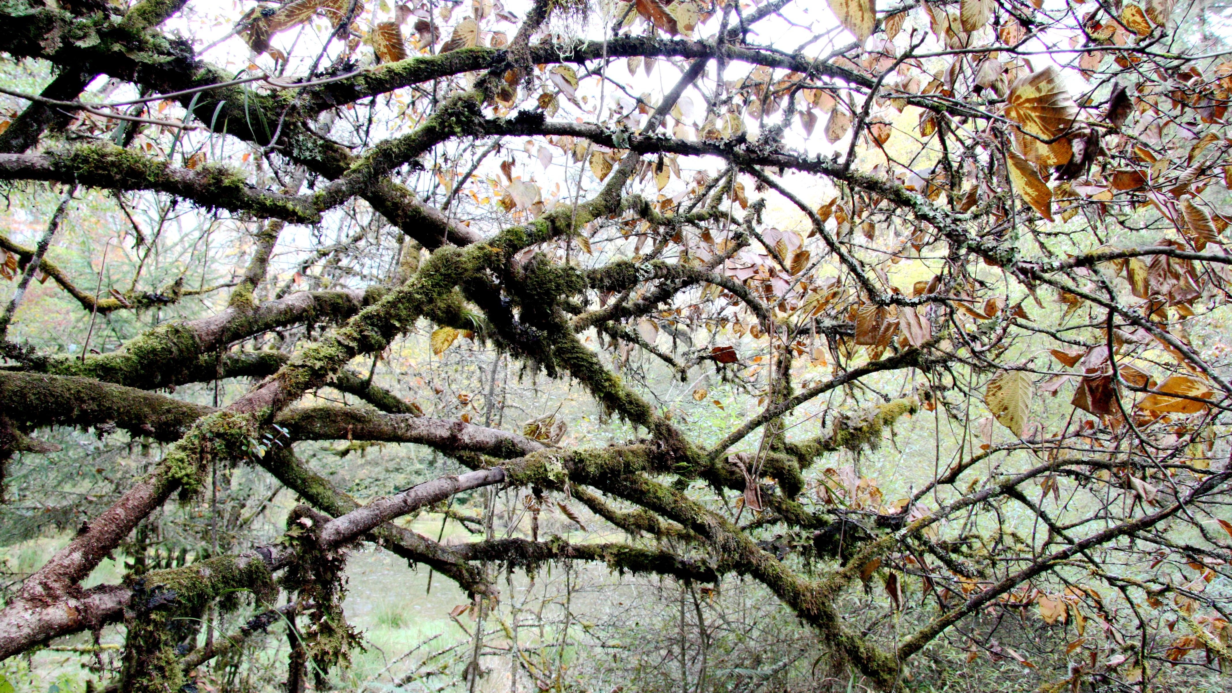 海螺沟5天自驾游路线推荐,海螺沟旅游攻略自驾游路线推荐