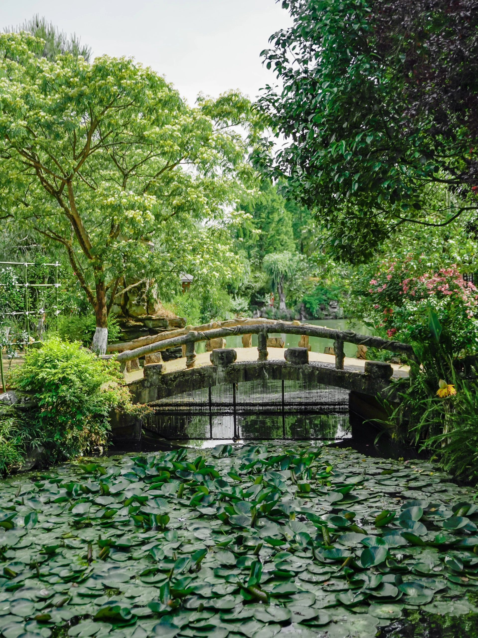 水上莫奈花园,昆明莫奈的花园美爆了