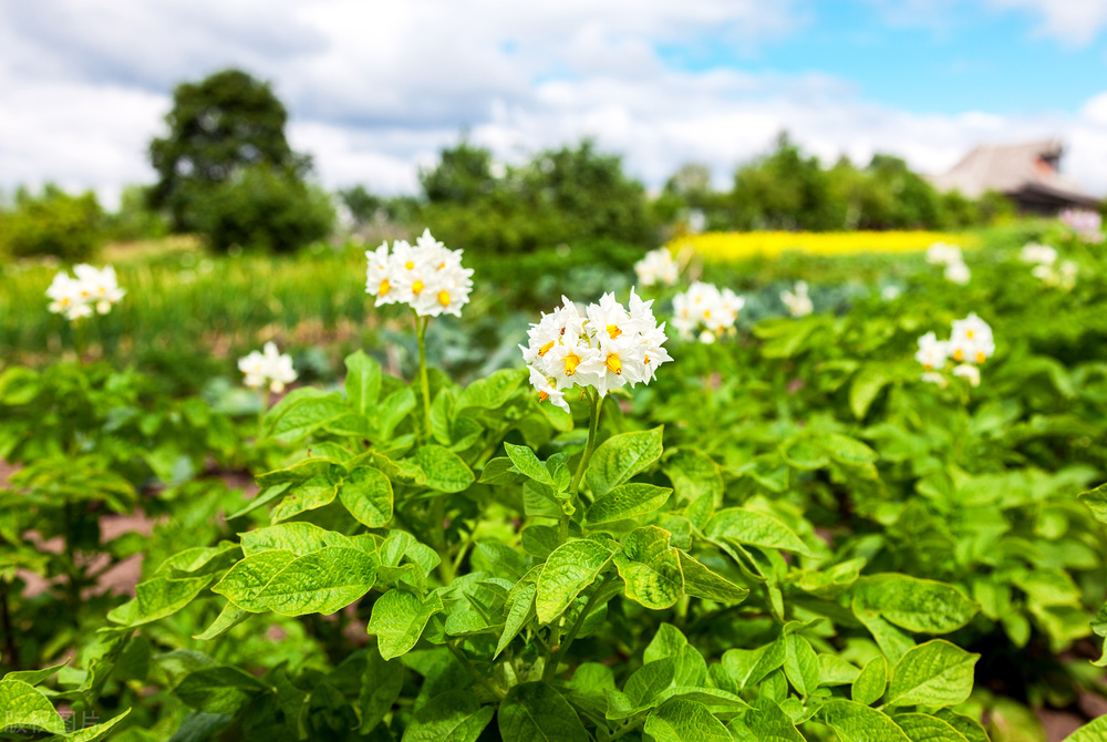 土豆怎么种植高产最好,土豆种植技术和培土方法