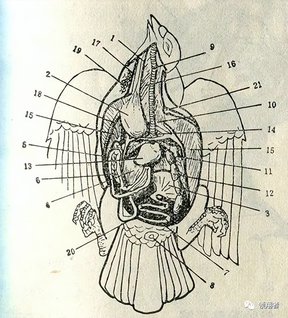 鸽子的身体结构与8大系统图示