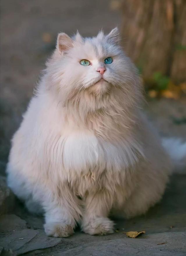 山东狮子猫可以媲美布偶猫,山东狮子猫大型猫