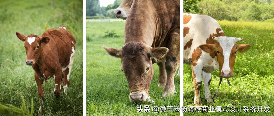 互联网农牧养殖新模式,互联网农业养殖基地政策