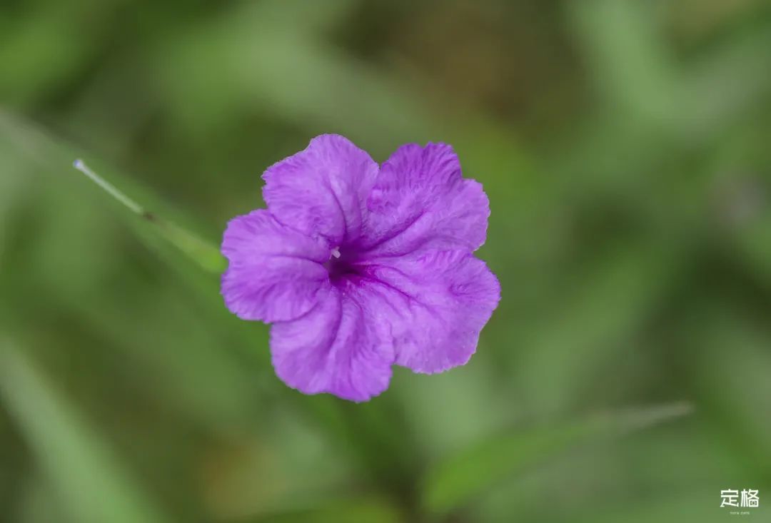 深圳百米长「纯白登山梯」，打卡绝了