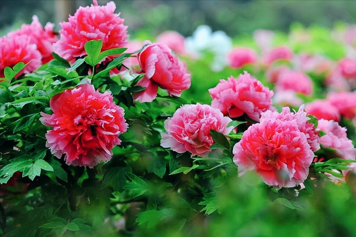 牡丹花古诗100幅,牡丹花娇艳古诗