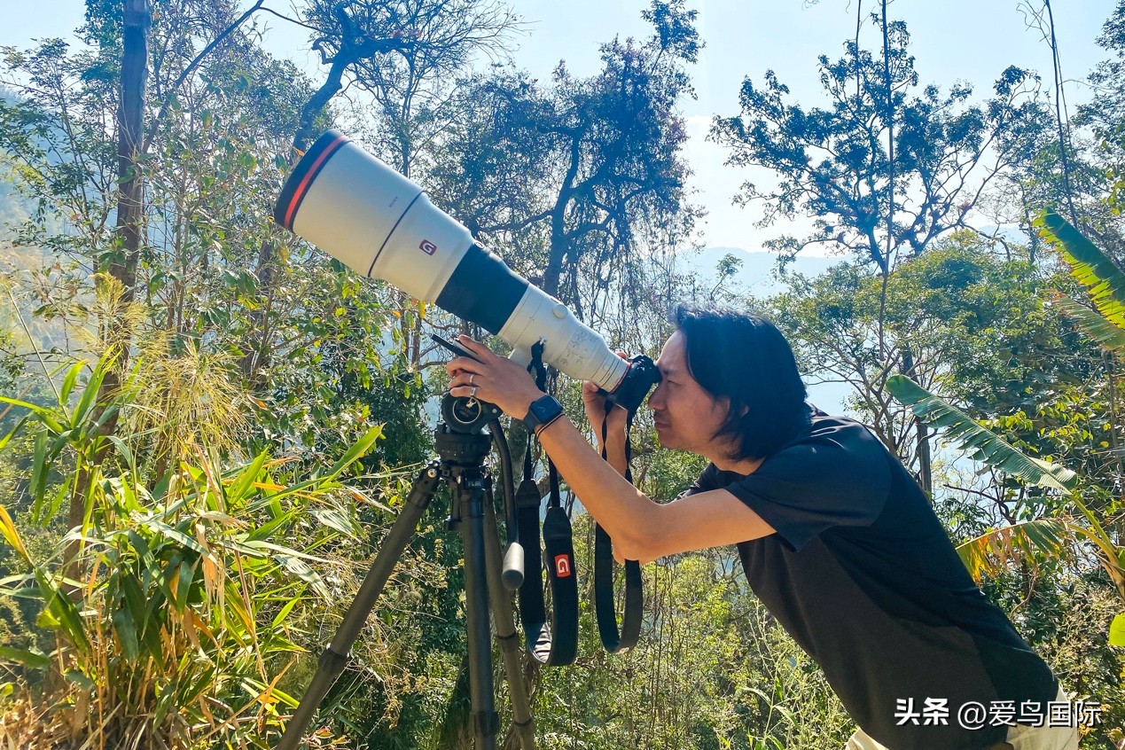 Alpha 1鸟种“加新”之旅 索尼云南拍鸟活动手记