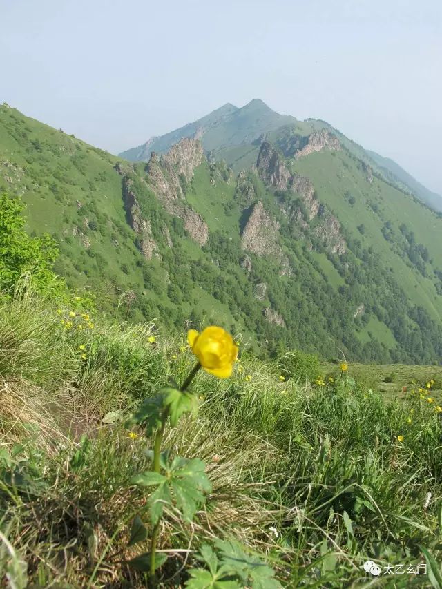 小五台山金莲花坡,小五台金莲花