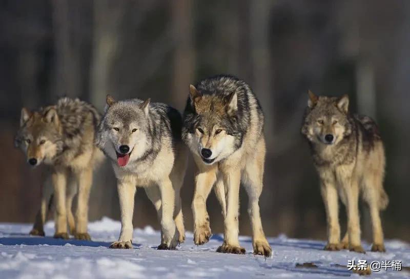 熊冬眠被挖出来,熊冬眠后被人吵醒了还会继续睡吗