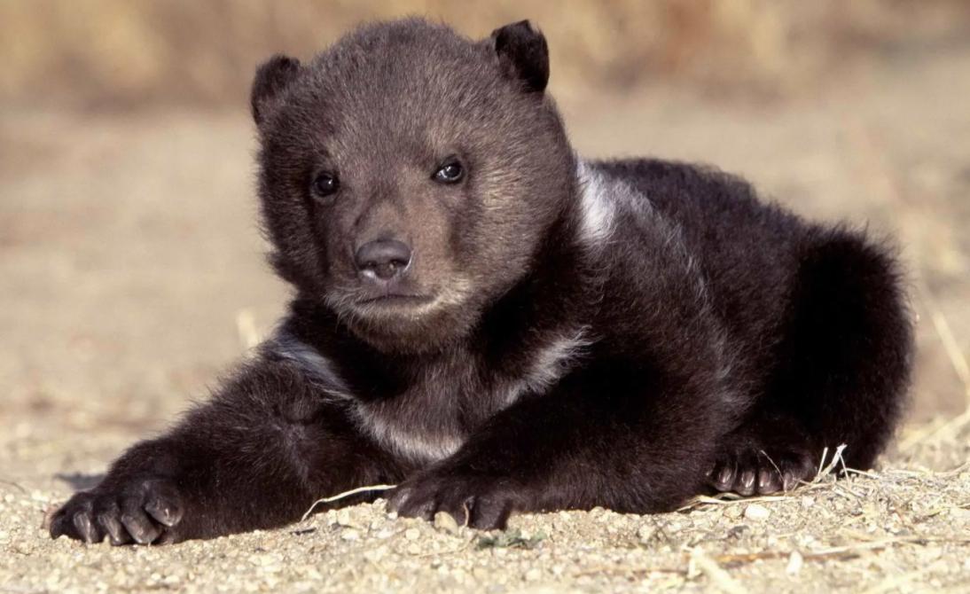 熊出没鸡西,黑龙江鸡西野生动物出没