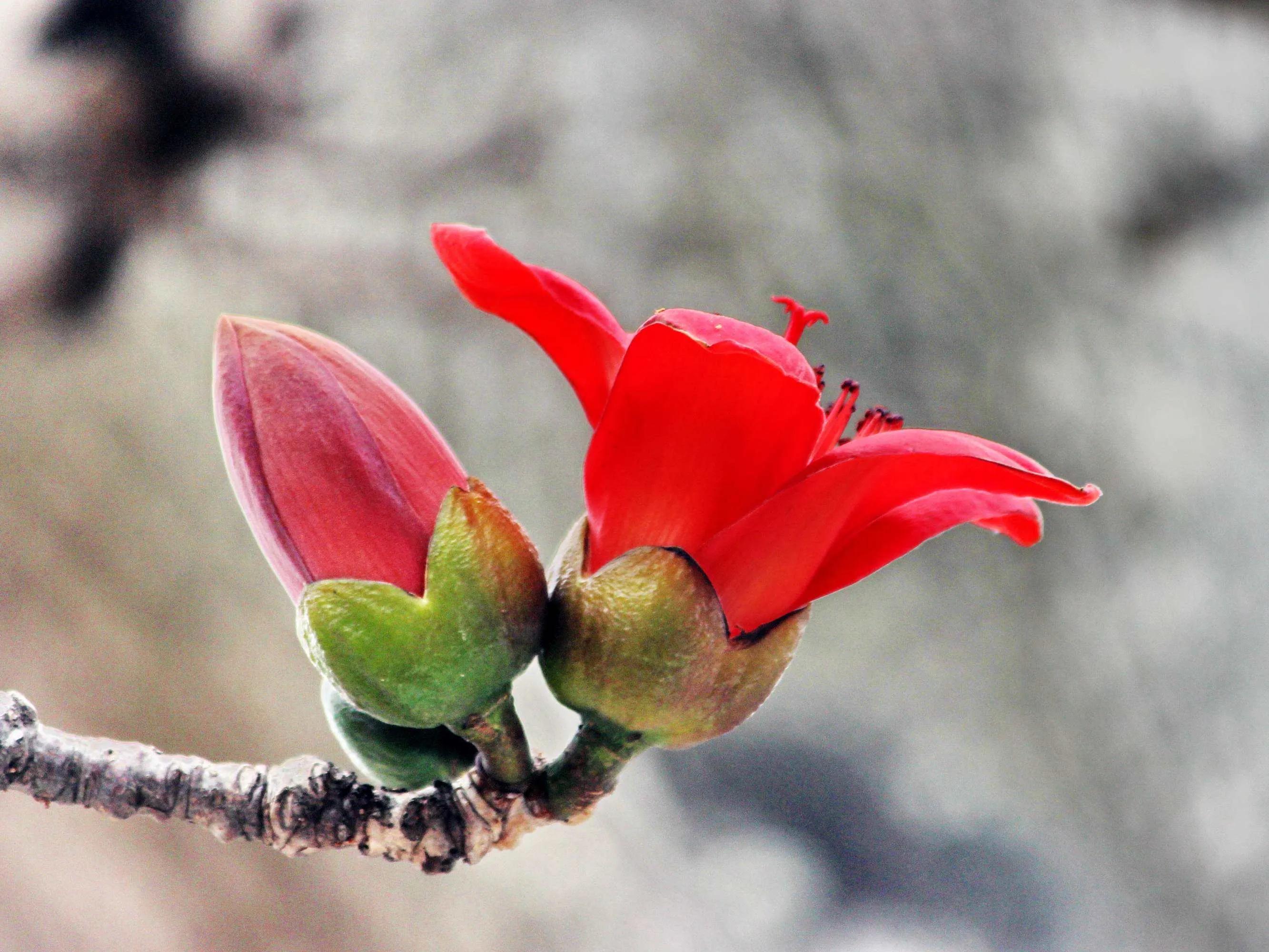 春夏之交，越来越多的花含苞欲放，这一百种娇媚蓓蕾真是美不胜收