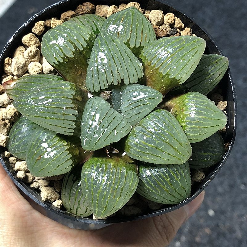 家里阳光充足适合养什么花,家里阳光少怎么养花