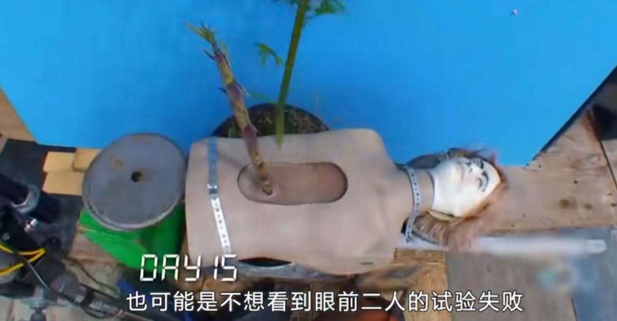 丽水1竹子钻电线杆，贯穿9m，流言终结者测试过，能穿透假人身体