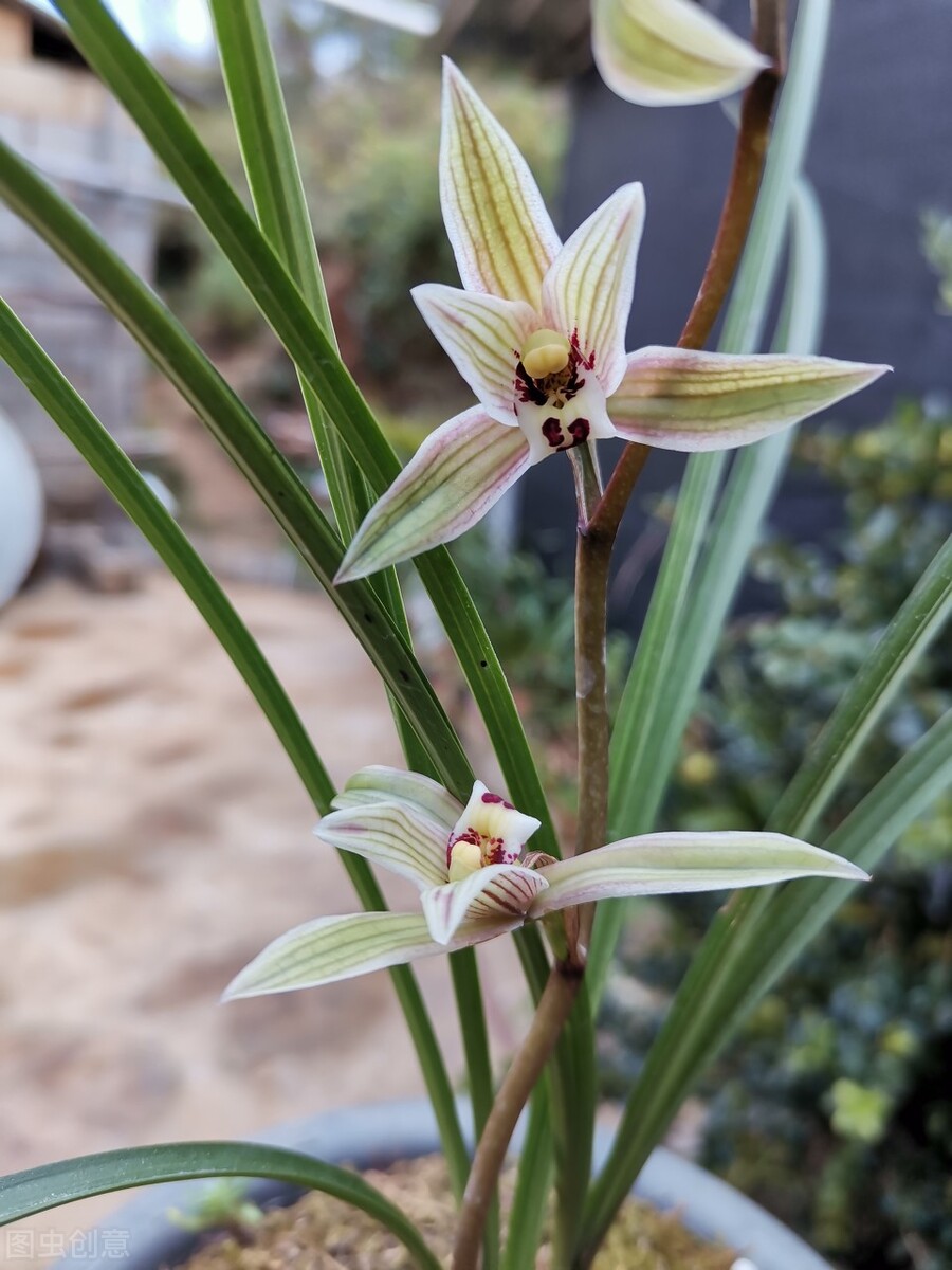 中国十大名兰哪种最好看又好养,名兰都是哪些品种