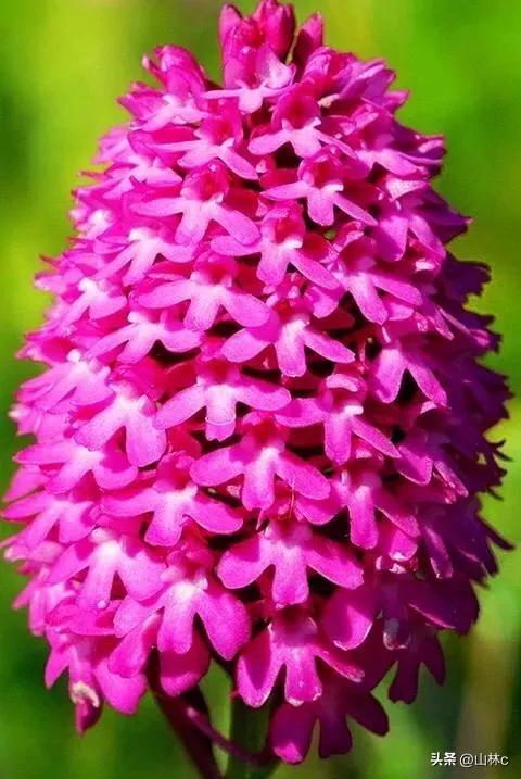 鲜花五彩缤纷争奇斗艳,最美鲜花一年四季都在争艳怒放