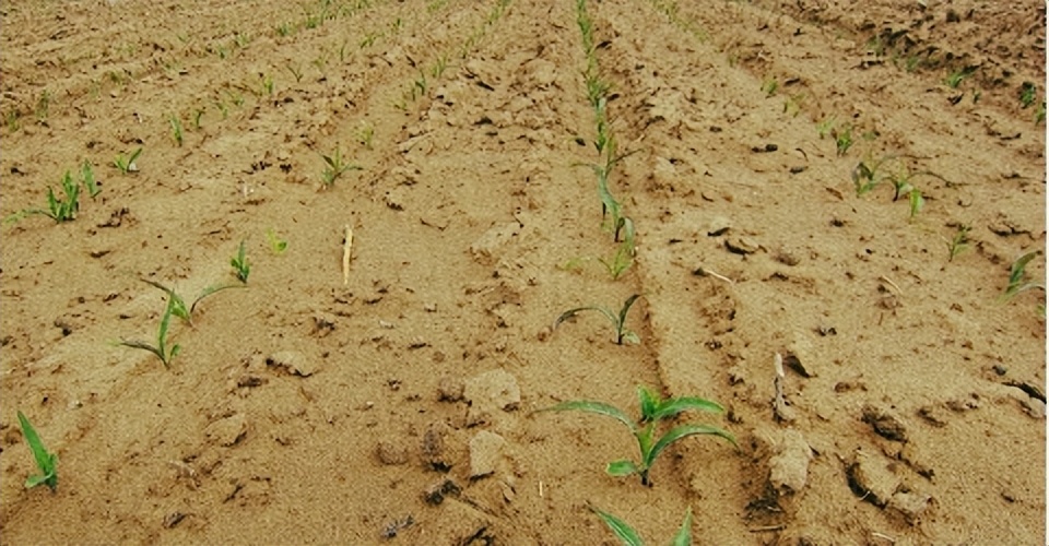蒙牛沙漠有机奶是真的沙漠奶吗,来之不易的奶粉