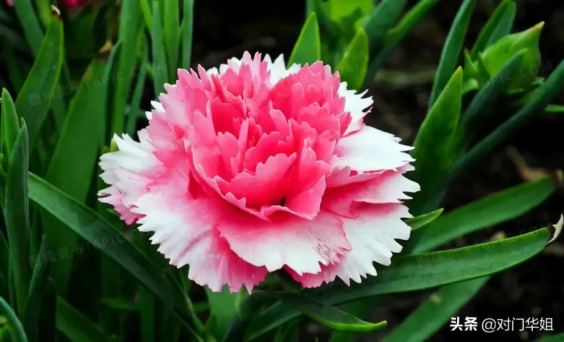 不朽的母爱,不朽的母爱全文