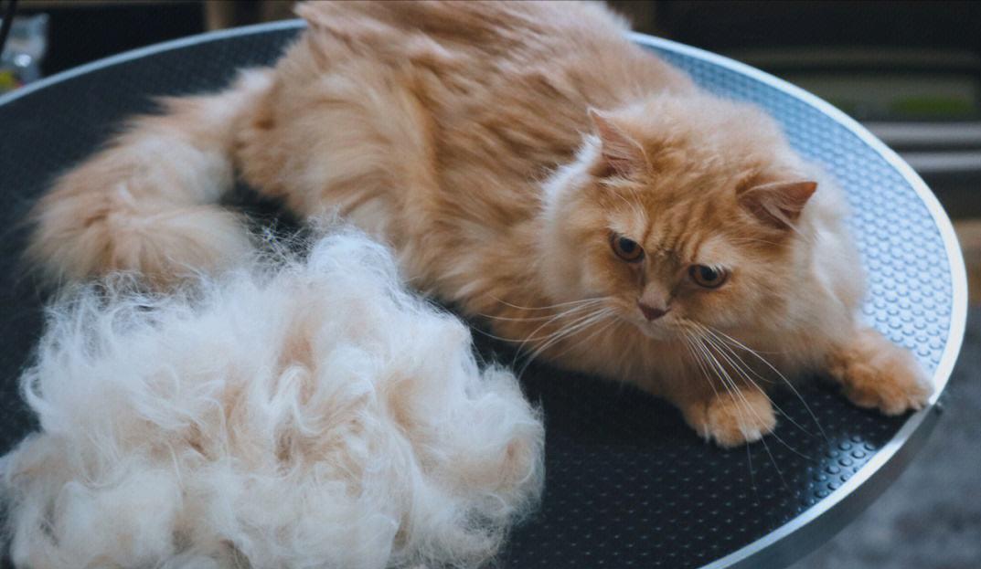 一般人真的不要随便养猫，这些危害，不是谁都能接受