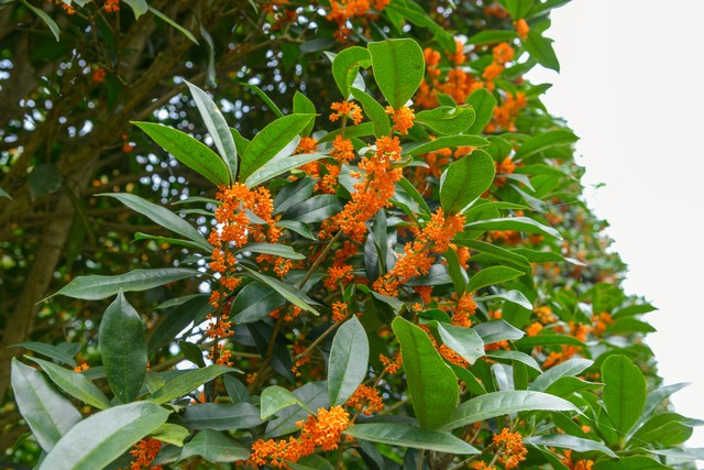 客厅种植什么树最旺财生命力强,客厅种什么树最好养最旺财