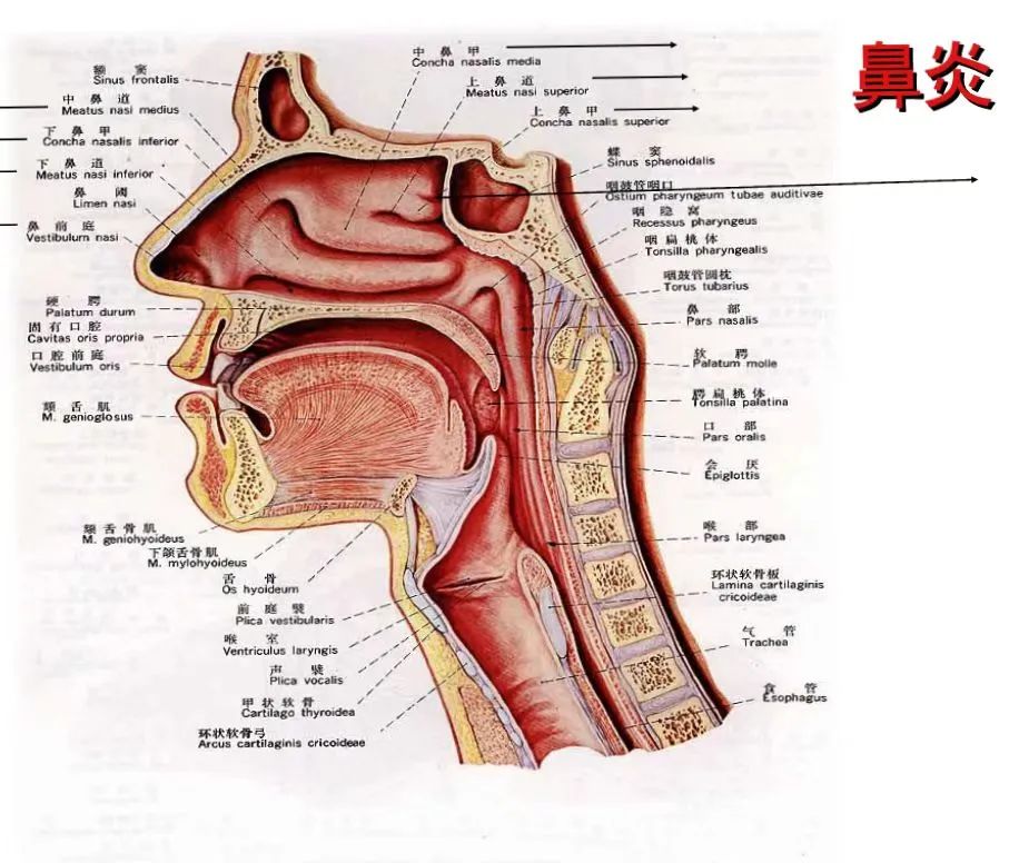 秋季过敏性哮喘几月开始用药,过敏性鼻炎和过敏性哮喘联合用药