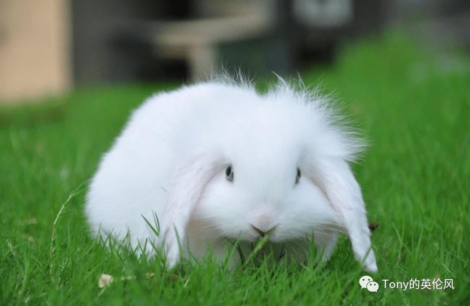 宠物饲养指南,宠物指南新手最适合养的猫