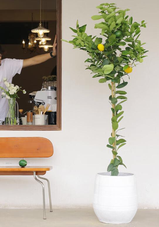 现代风好养的绿植搭配,好养简约风家里绿植