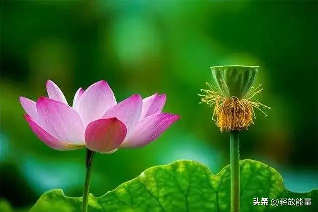 人生八苦视频,人生八苦