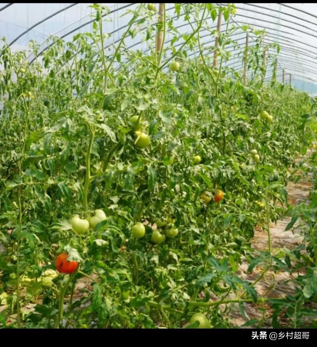 农民的挣钱方法最简单的,农民最好的赚钱路子