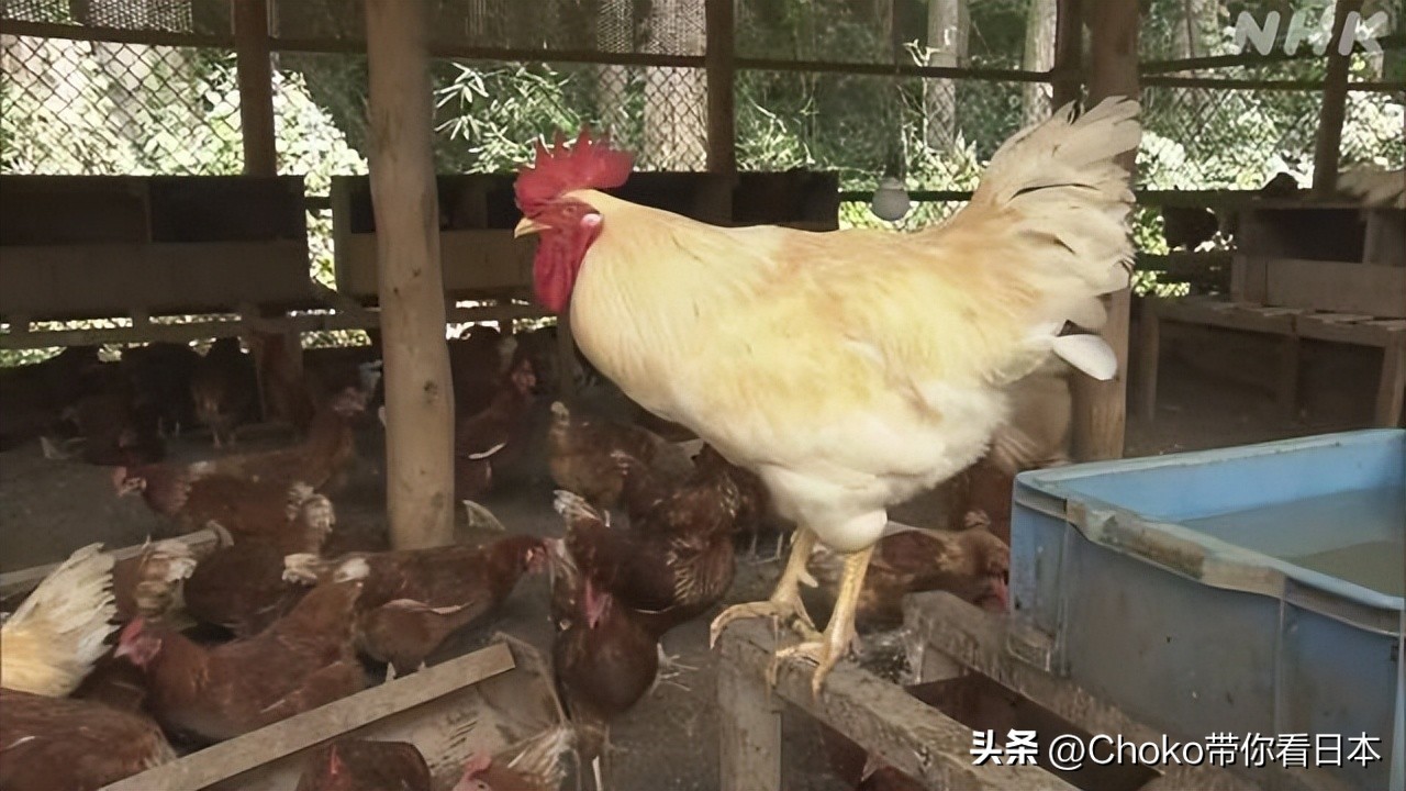 日本禽流感最新事件,欧洲禽流感会导致鸡蛋价格上涨吗