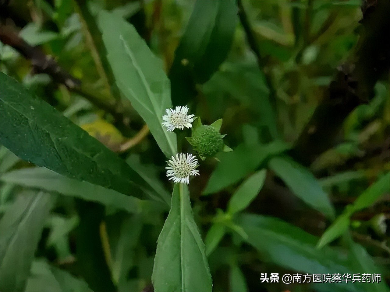 脱发乌发中药,脱发中药对症多久有效