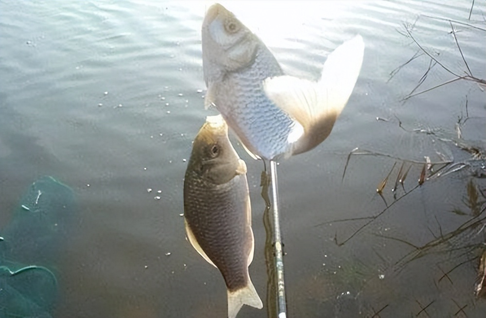 钓滑口鱼调高钓低还是调低钓高,轻口鱼的调钓技巧