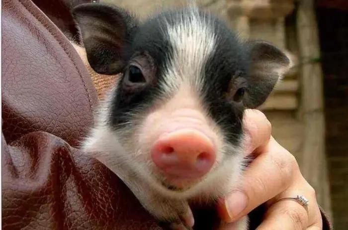 英国人探险山洞遇见恐怖未知生物,山海经中半猪人的秘密