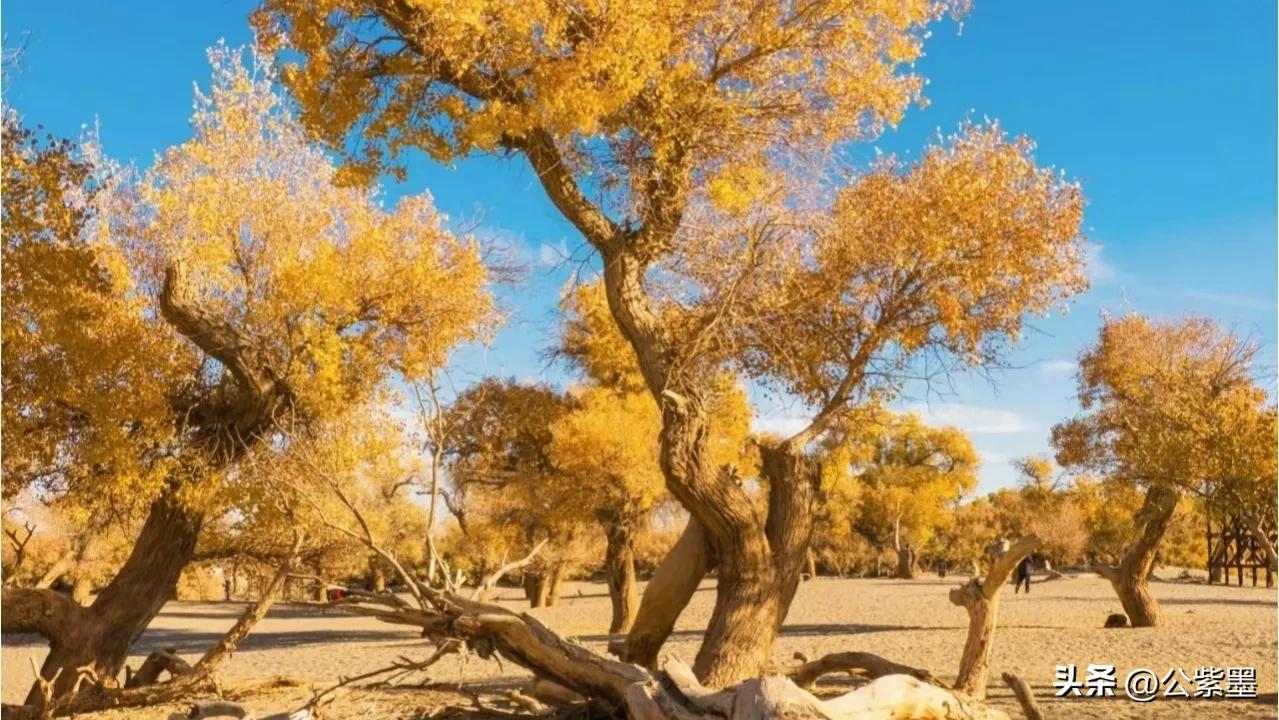 塞外凌寒日月长，大漠飞沙育胡杨，沙漠里不屈的灵魂---胡杨