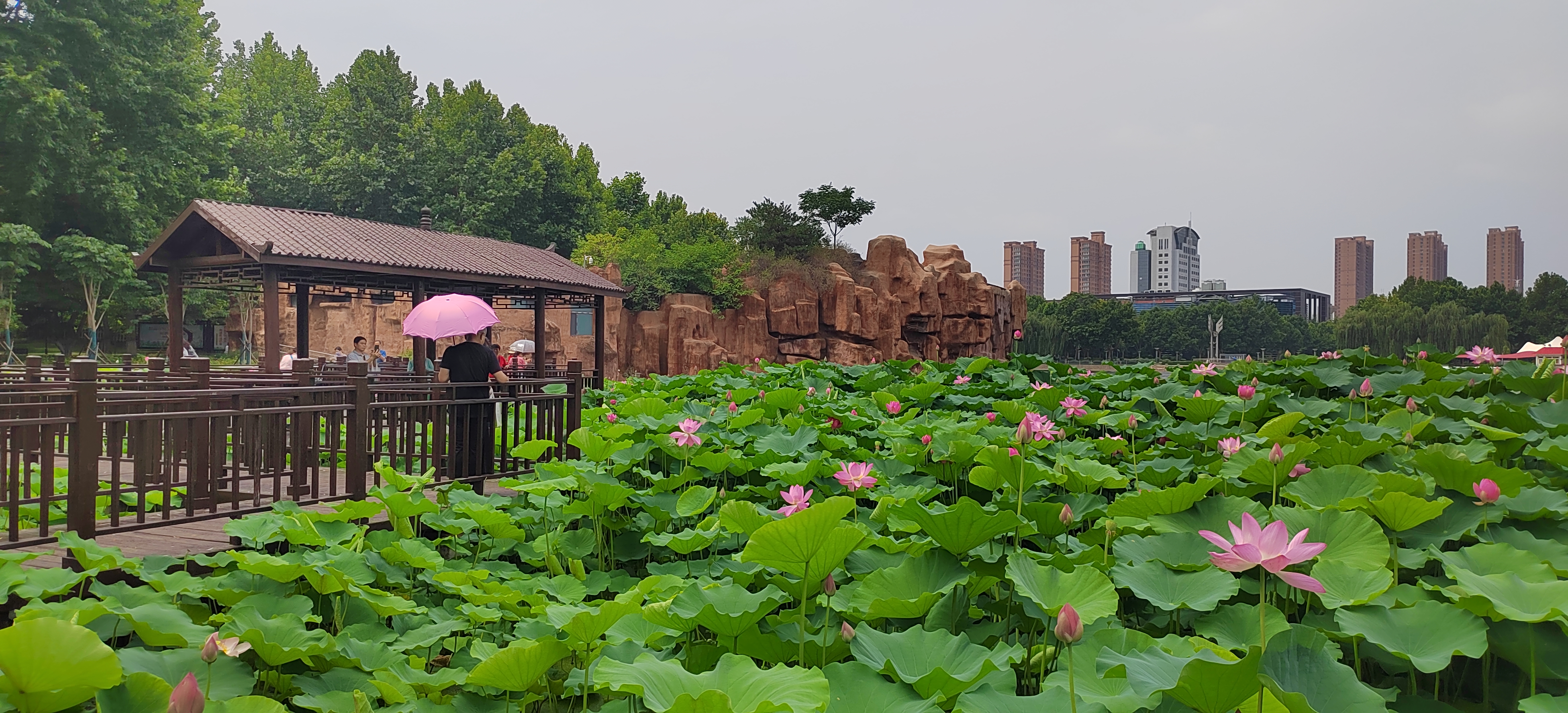 夏日已至赏荷正当时,洛阳赏荷游园